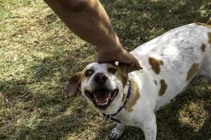 caricias un llamada perro foto