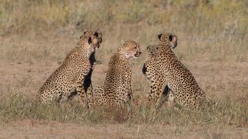 Cheetah Acinonyx jubatus running, Cheetah, Acinonyx jubatus, 18 months old, sitting photo