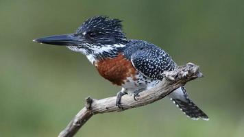 Giant Kingfisher perched on an interesting branch, Common kingfisher perched photo
