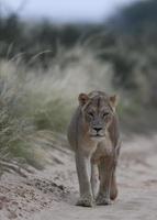 African lion male walking in sand dune at sunrise, Big male Kalahari lion with black mane, photo