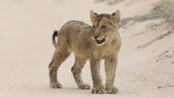 African lion male walking in sand dune at sunrise, Big male Kalahari lion with black mane, photo