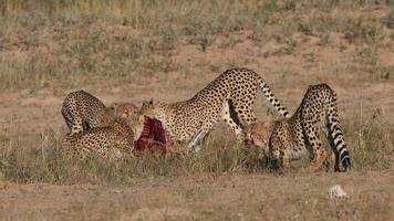 Cheetah Acinonyx jubatus running, Cheetah, Acinonyx jubatus, 18 months old, sitting photo