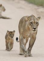 león africano macho caminando en una duna de arena al amanecer, gran león kalahari macho con melena negra, foto