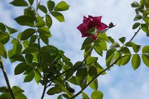 bajo ángulo ver de Rosa planta en contra el cielo foto