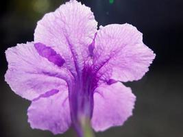 aislado púrpura trompeta flor en un negro fondo, ruellia tuberosa foto