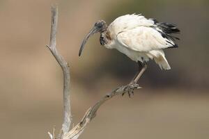 africano sagrado ibis Threskiornis aethiopicus fascinado blanco pájaro, blanco ibis desde africano campos foto