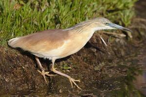 africano sagrado ibis Threskiornis aethiopicus fascinado blanco pájaro, blanco ibis desde africano campos foto