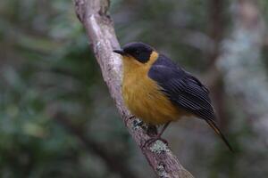 el cabo de ojos blancos, zosterops pallidus, pájaro de ojos blancos del cabo posado foto