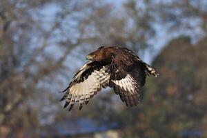 águila pescadora africana posada en un enganche, águila pescadora africana, foto