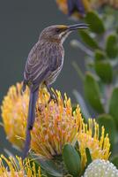 Lark-like Bunting sitting in sunshine, A lark-like bunting Emberiza impetuani photo