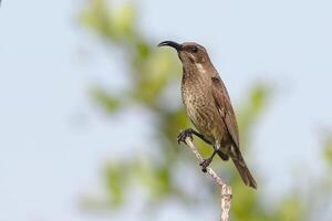 Orange River White-eye Zosterops pallidus, Zosterops pallidus, is a small passerine bird photo