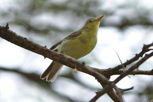 el ceniciento mosquero musicacapa caerulescens es un especies de pájaro, madre pájaro cerca foto