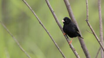 Cape Crow or Black Crow Corvus capensis hunting Red-headed Finch, ape Crow, headshot photo