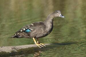 Black duck stand next to a pond or lake, Ducks graze on the field photo