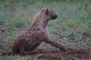 Spotted hyena in the Masai Mara National Park, Beautiful sunset or sunrise in Amboseli photo