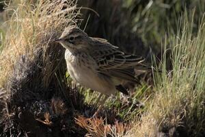 alondra oscura latín pinarocorys nigricans, namibia, áfrica, parque nacional de etosha, foto