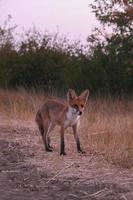 curious red furred babyfox in the woods photo