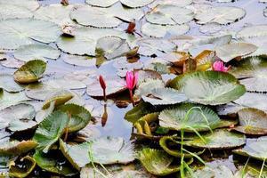 blooming lotus flowers and leaves beauty nature in lake phatthalung photo