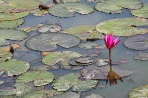 blooming lotus flowers and leaves beauty nature in lake phatthalung photo