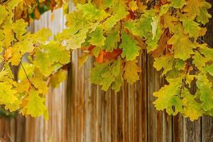 Background from yellow autumn leaves and wooden brown boards photo