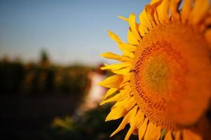 vista asombrosa del girasol en el campo en sunet. foto