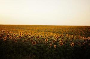 Amazing view of sunflower field in sunet. photo