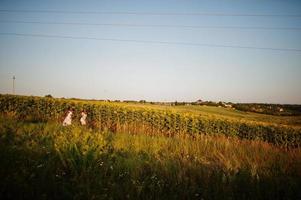 Two pretty young black friends woman wear summer dress pose in a sunflower field. photo