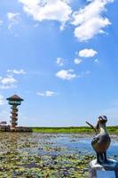 bird  in a lake in Phatthalung.south Thatiland photo