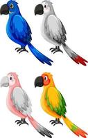 Set of different parrot birds in cartoon style vector