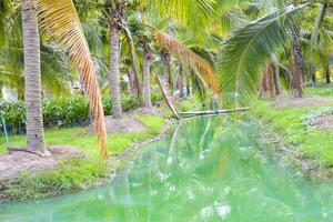 The blue water surface is surrounded by coconut groves in southern Thailand. photo