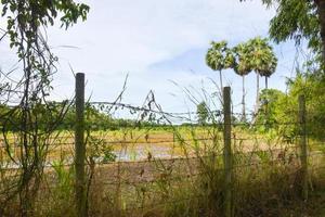 palma arboles y paisaje en el tailandés campo