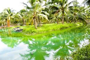 The blue water surface is surrounded by coconut groves in southern Thailand. photo