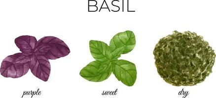 Watercolor fresh green and purple basil leaves. Dry basil. Kitchen spices and herbs set. vector