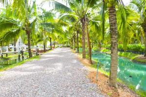 The entrance in  garden and coconut farm photo