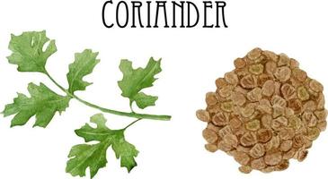 Watercolor fresh and dry coriander. Kitchen cilantro spices and herbs set. vector