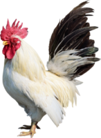 Full body of brown chicken hen standing isolated png
