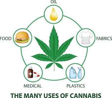 diagrama de los muchos usos del cannabis vector