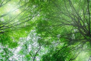 Bottom view of tree with green leaves in tropical forest with sun light. Fresh environment in park. Green tree give oxygen in summer garden. Environmental conservation. Ecology concept. Save the earth photo