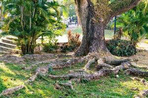 árbol maletero y grande raíz con luz de sol Mañana foto
