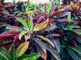 Colorful Croton Leaves Background photo