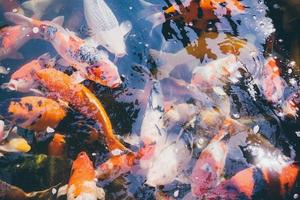 koi fish in the garden pond photo