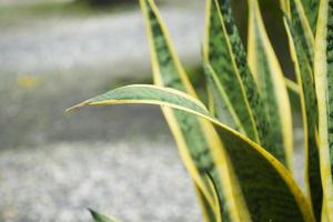 planta de serpiente en el jardín. concepto de decoración de plantas de casa. foto