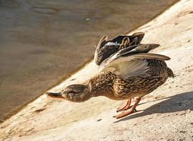 Duck on a background of water with glare from the sun. Duck on the concrete shore. The bird prepares to jump into the water. photo