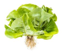 natural fresh green butterhead lettuce isolated photo