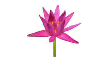 Isolierte Seerose oder Lotuspflanze mit Beschneidungspfaden. png