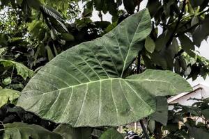 diseño creativo de primeros planos de árboles ornamentales con textura de fondo de hoja verde natural foto