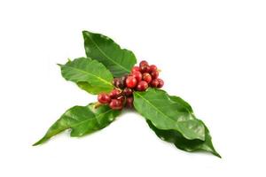 granos de café rojos frescos y hojas verdes aisladas de fondo blanco foto