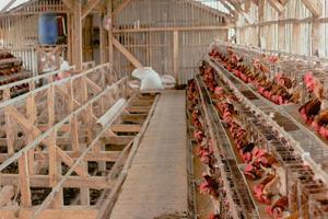 Chickens in battery cages laying eggs photo