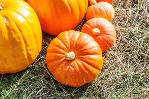 Natural autumn fall view pumpkin on eco farm background. Inspirational october or september wallpaper. Change of seasons, ripe organic food concept. Halloween party Thanksgiving day. photo