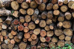 Logging, thick logs lie in the forest against the backdrop of a sunset, copy space, timber photo